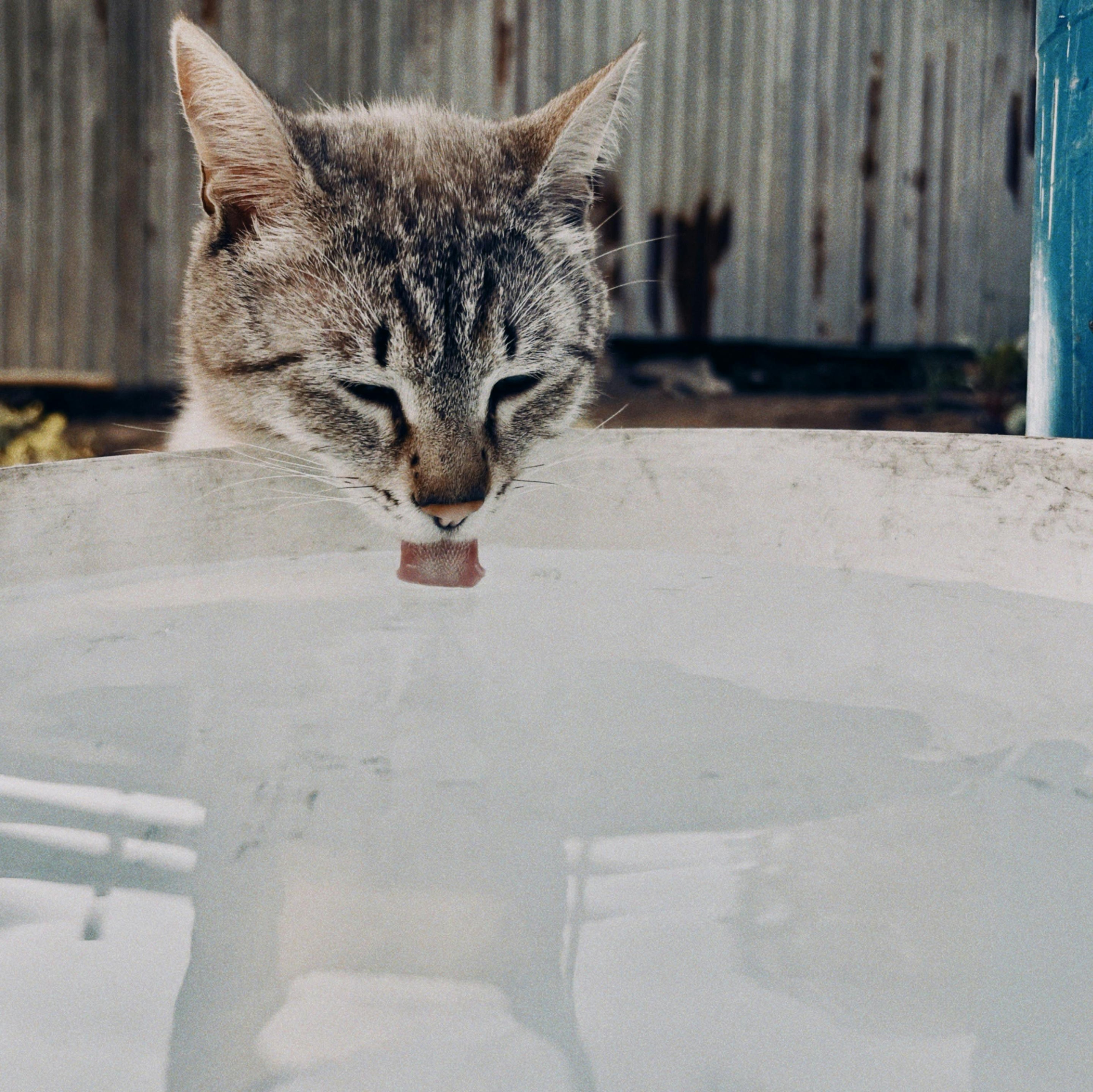Mon chat ne boit pas assez : causes, conséquences et solutions efficaces