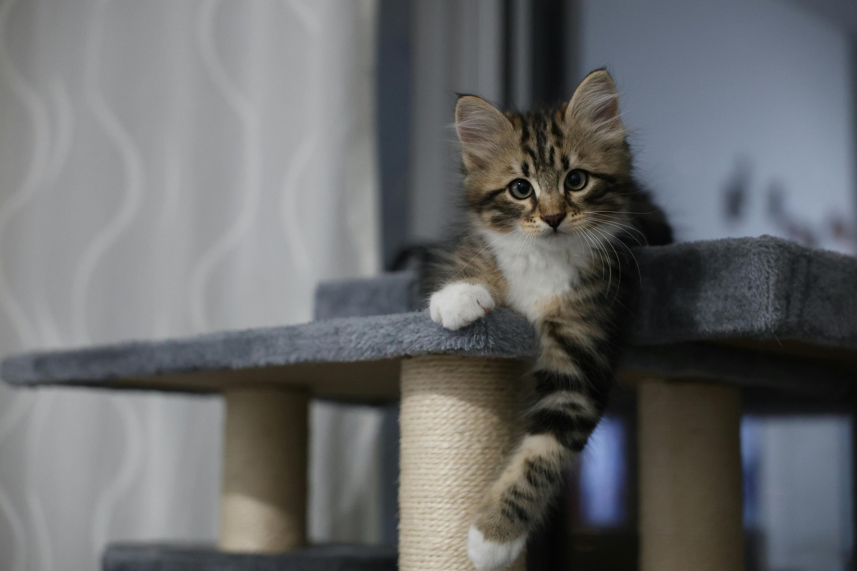 Quel arbre à chat choisir pour un appartement ? Le guide complet selon votre chat et votre espace
