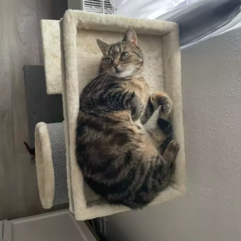 Arbre à chat avec tunnel, plateformes et poteaux sisal – 104 cm