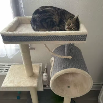Arbre à chat avec tunnel, plateformes et poteaux sisal – 104 cm