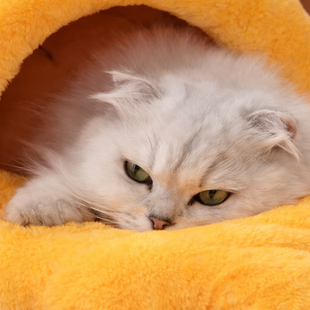 Niche Tunnel pour Chat en Tissu avec Coussin Intégré