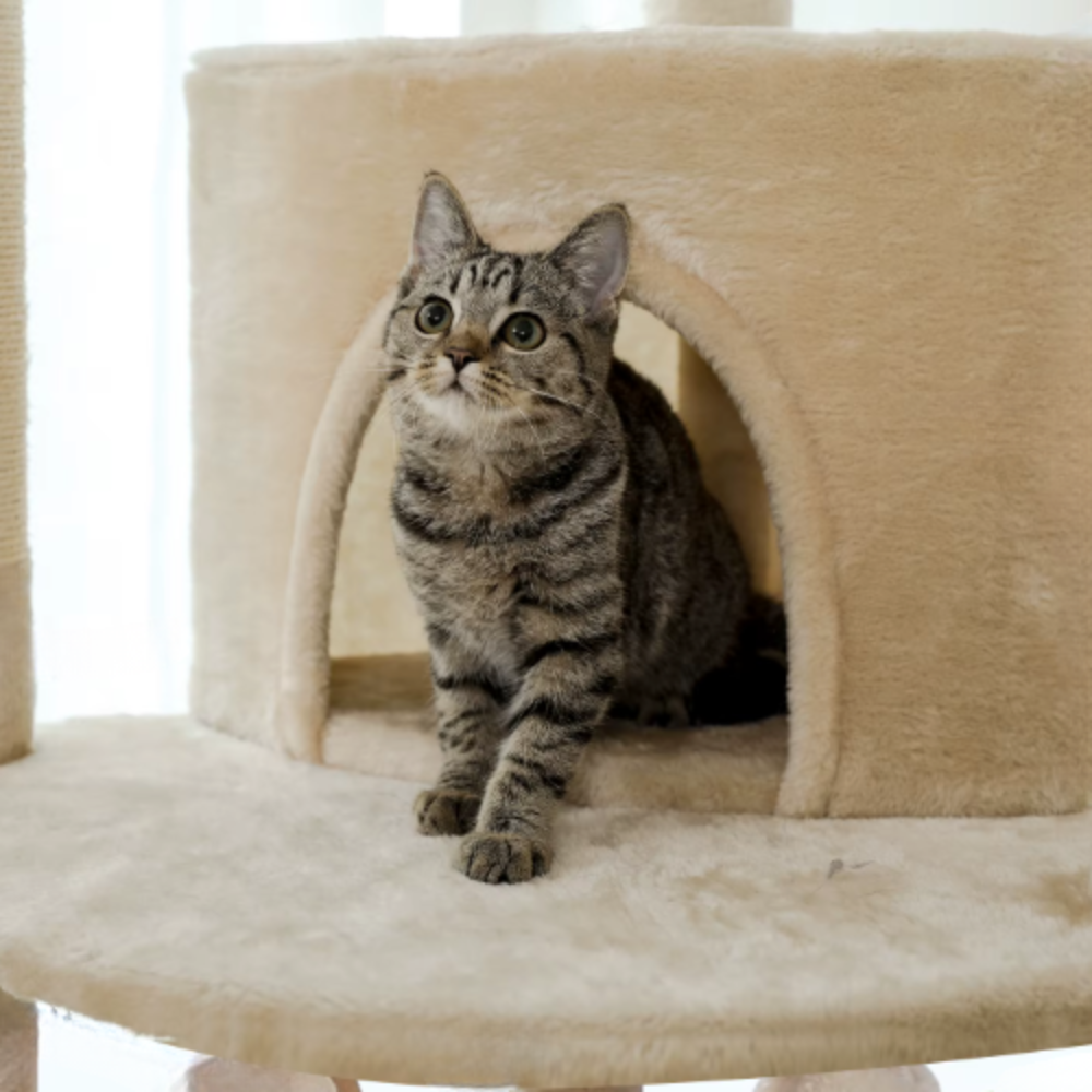 Arbre à chat réglable du sol au plafond avec plateformes, niche et hamacs