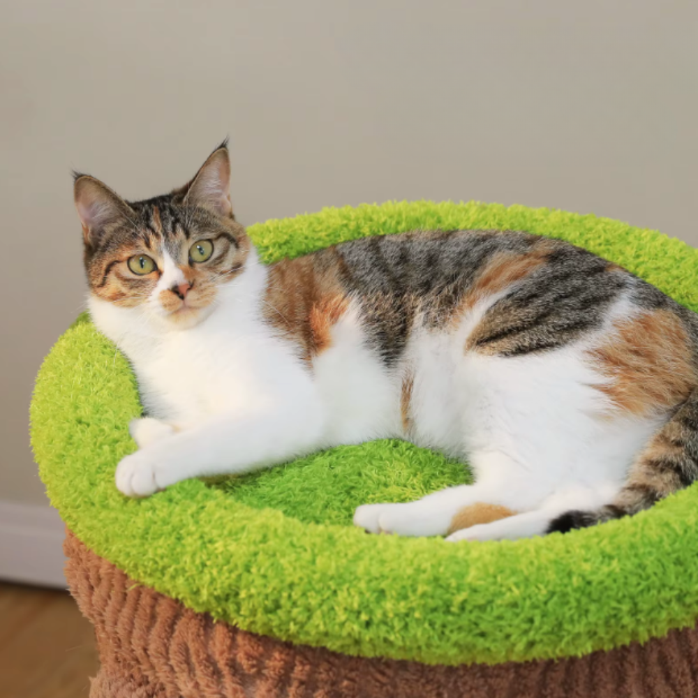Arbre à chat multi-niveaux style tronc avec niches et plateformes