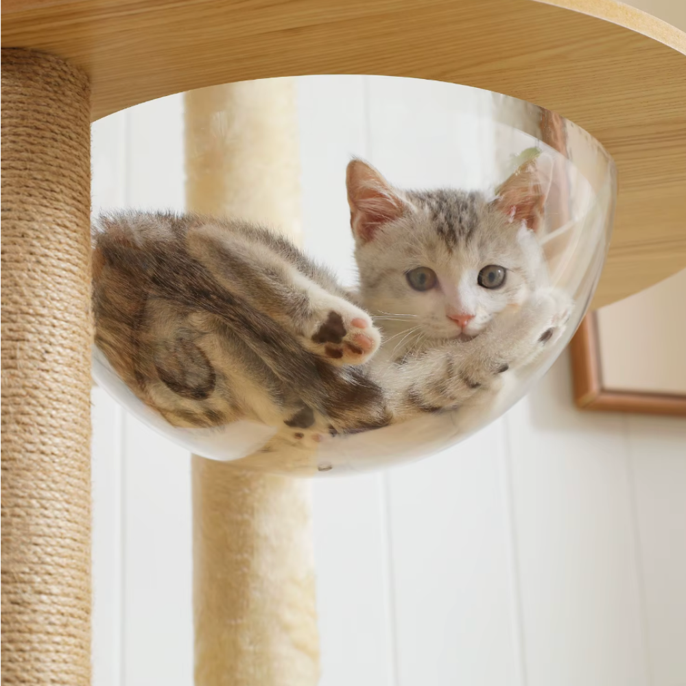 Arbre à chat en bois 250–270 cm fixation plafond avec poteau sisal